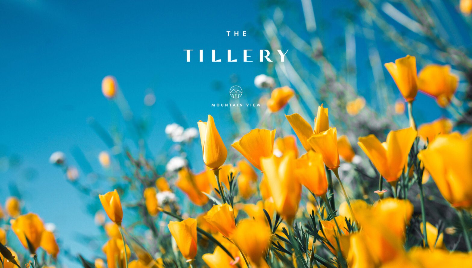 The Tillery